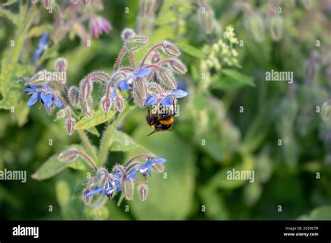 Selective Focus Shot Of A Bee On A Beautiful Borage Flower Stock Photo