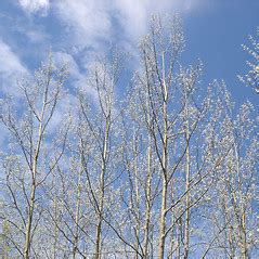 Populus Tremuloides Quaking Aspen Quaking Poplar Go Botany