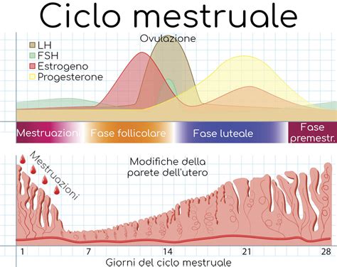 Polimenorrea Cause Pericoli E Rimedi