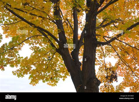 Autumn Sugar Maple Leaves By Trunk Avon Connecticut Stock Photo Alamy