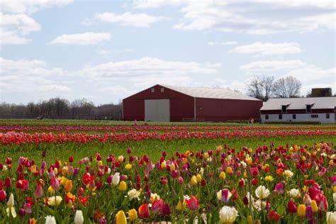 Take A Virtual Tour Through A Sea Of Over 1 Million Tulips At Holland ...