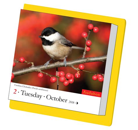 Amazon.com: Audubon Birds Page-A-Day Calendar 2018 (9781523500741 ...