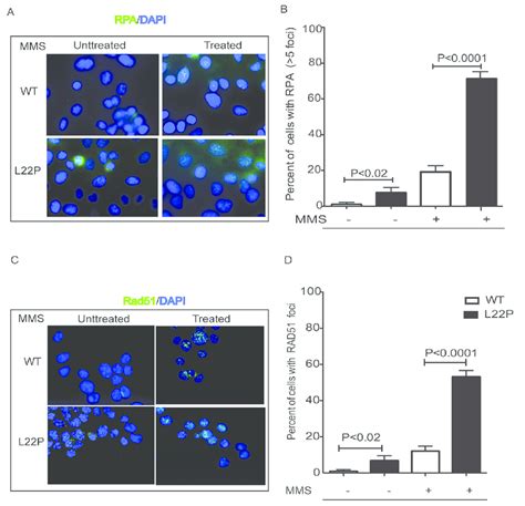 Immunofluorescence Analysis Of Rad51 Foci In L22P Expressing Cells