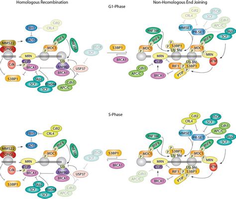 The Roles Of Cullin RING Ligases And The Anaphase Promoting Complex