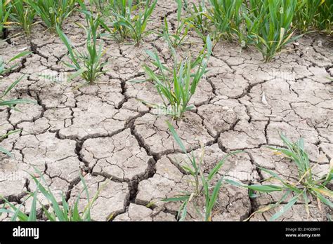 Crops Drought Hi Res Stock Photography And Images Alamy