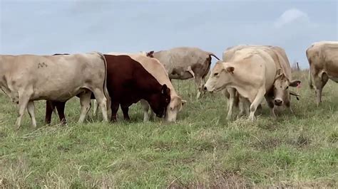 The Cattle Range Listing 008c729 201 Youtube