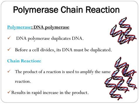 Ppt Polymerase Chain Reaction Powerpoint Presentation Free Download Id 4052109