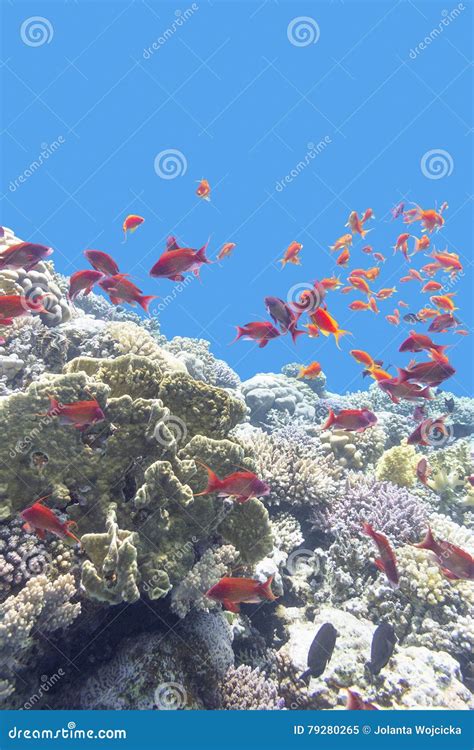 Buntes Korallenriff Mit Masse Von Fische Scalefin Anthias Im Tropischen