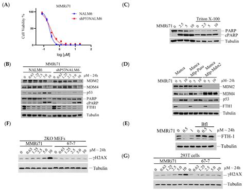 Molecules Free Full Text Dual Targeting Of Mdm4 And Fth1 By Mmri71