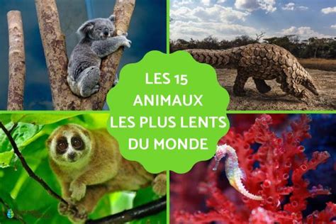 15 Animaux les plus lents DU MONDE Espèces avec PHOTOS