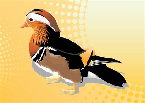 Mandarin Duck Vector Vectors Images Graphic Art Designs In Editable Ai