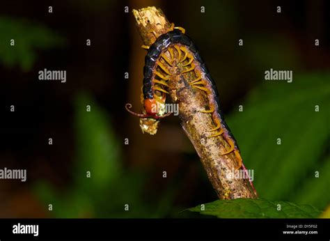 Rainforest Centipede Hi Res Stock Photography And Images Alamy