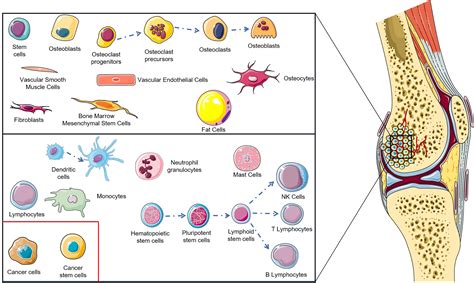 Frontiers Novel Immunotherapies For Osteosarcoma