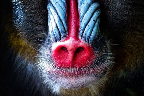 Who Nose 21 Close Up Photos From Across The Animal Kingdom The