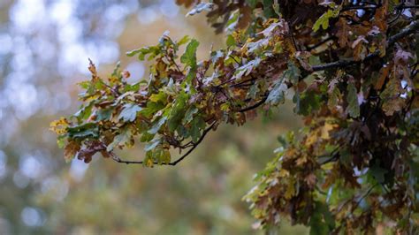 Cicadas And Mites What To Know About Oak Leaf Itch Mite Nbc Chicago