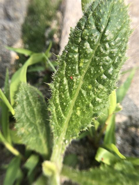 Helminthotheca Echioides Bristly Oxtongue FSUS