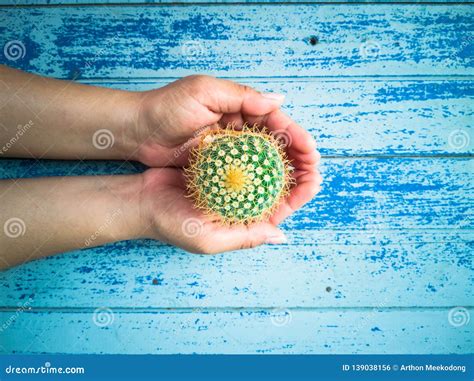 Small Cactus In The Hands Of Women Stock Photo Image Of Floor Growth