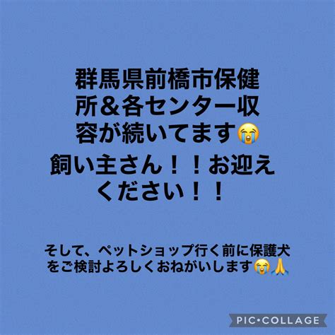 大タコちゃん🐙 On Twitter 群馬県前橋市保健所収容犬🆘緊急‼️ 🔵 収容期限 2021年8月30日 お願いします。飼い主さんお