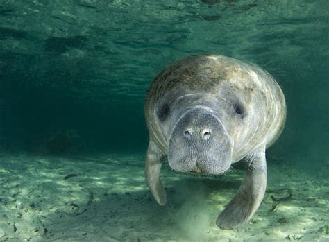 The Manatees Gentle Sea Cows