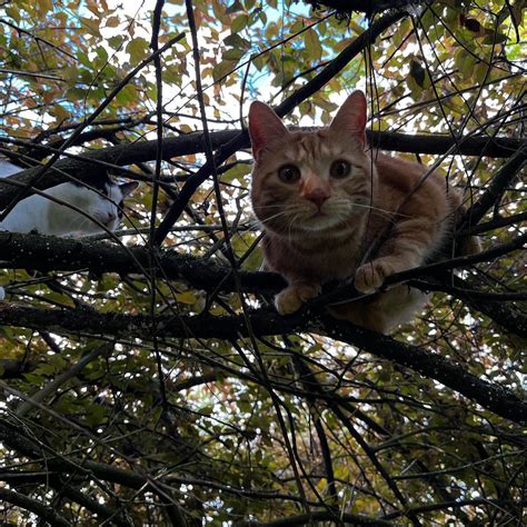 Nala and Ninja the tree cats 🐱 : r/cats