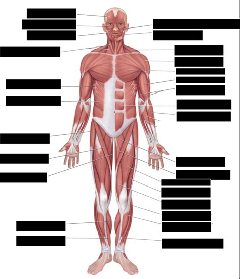 Major Anterior Muscles Diagram Quizlet