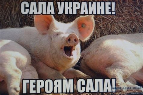 Create Meme Memes About Pigs Pigs Pictures Meme Arsenal