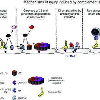 Diagram To Illustrate The Potential Mechanisms Of Injury Induced By