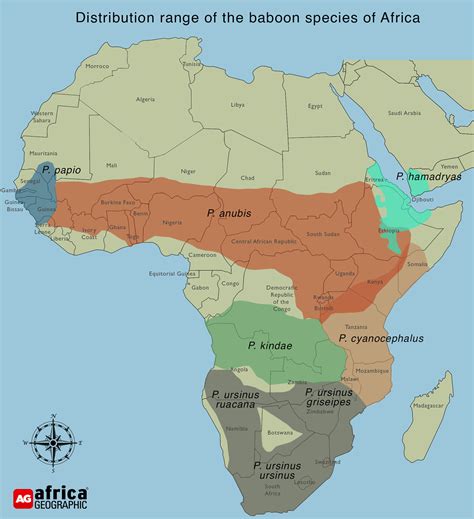 chacma-baboon-map - Africa Geographic