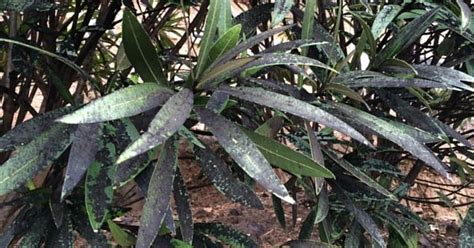 Cómo Combatir El Hongo Fumagina O Negrilla Plantas