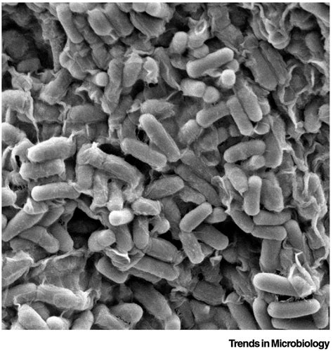 Bacillus Subtilis Trends In Microbiology