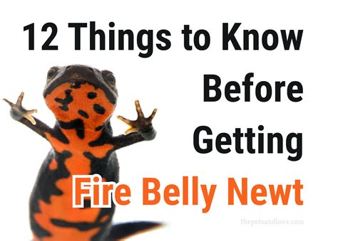 Key Facts to Understand About the Fire Belly Newt