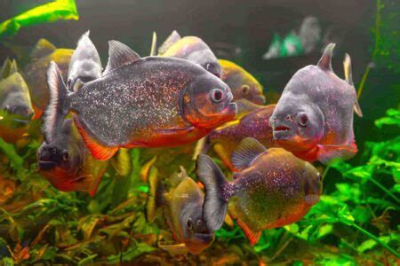 12 Types of Piranhas for Your Aquarium