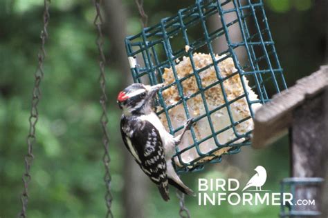 How To Squirrel-Proof Suet Feeders - Bird Informer