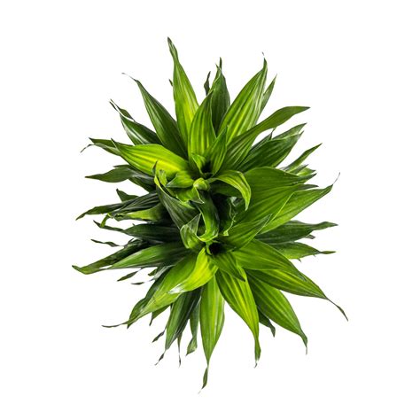 Dracaena Houseplants Indoor Plant Ts Online Planterina