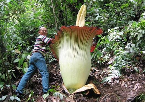 Gambar Tumbuhan Langka Hidup Indonesia Jember Bagus Gambar Flora Di