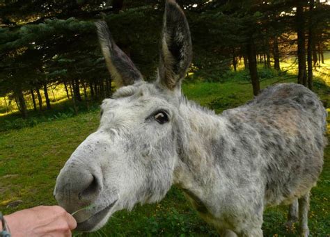 15 Healthy Treats for Donkeys That Are Easy to Find [Plus What to Avoid]