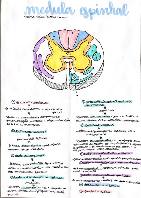 Medula Espinhal Esquema Neuroanatomia