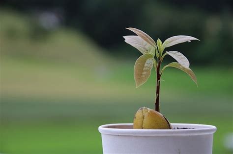 Piantina Di Avocado Germinata In Casa Con Seme Interrato A Met