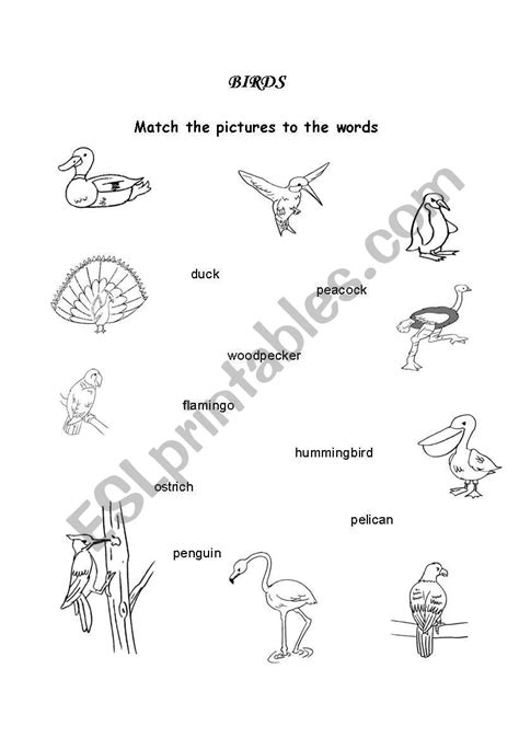 English Worksheets Birds