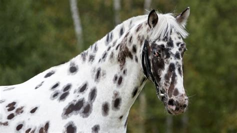 14 Common Black and White Horse Breeds