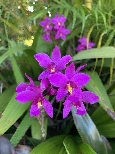 Orchids in Hawaii : r/orchids