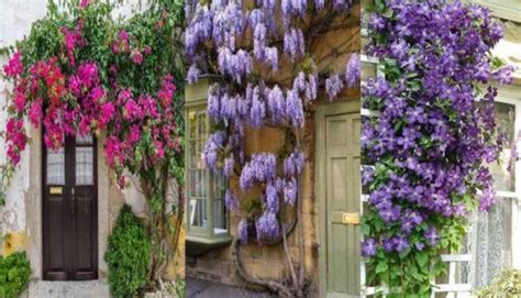 Plantas Trepadoras Ideales Para Los Muros De La Casa O El Jard N