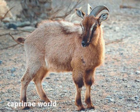 Arabian Tahr (Arabitragus jayakari) – Ralfs' Wildlife and Wild Places