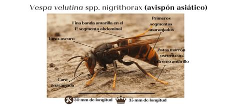 Vespa Crabro De Vueltas Por El Mundo