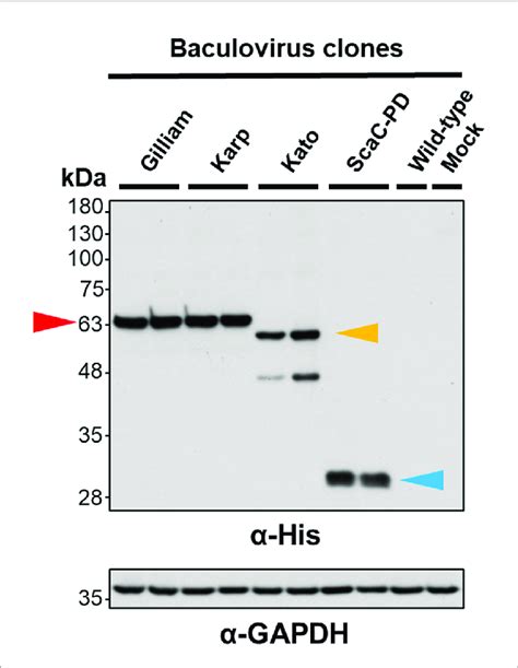 Validation Of Recombinant Protein Expression By Western Blot