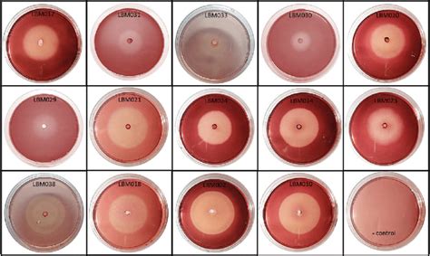 Screening Of Endoglucanase Activity On Cmc Agar Plates Enzyme Activity