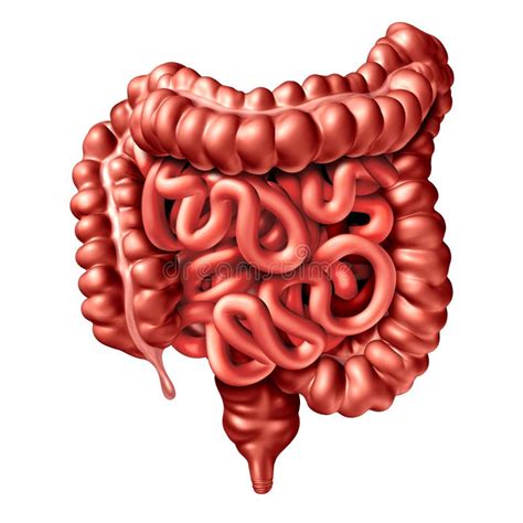 Human Intestine Illustration Stock Illustration Illustration Of