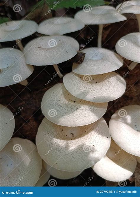 One Type of Edible Mushroom Stock Image - Image of mushrooms, forest ...