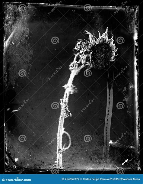 Wet Collodion Photography A Short Manual 4