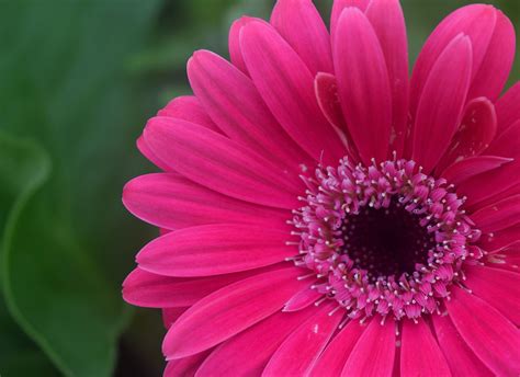 Hot Pink Gerber Daisy Pink Gerber Daisy Gerber Daisies Daisy